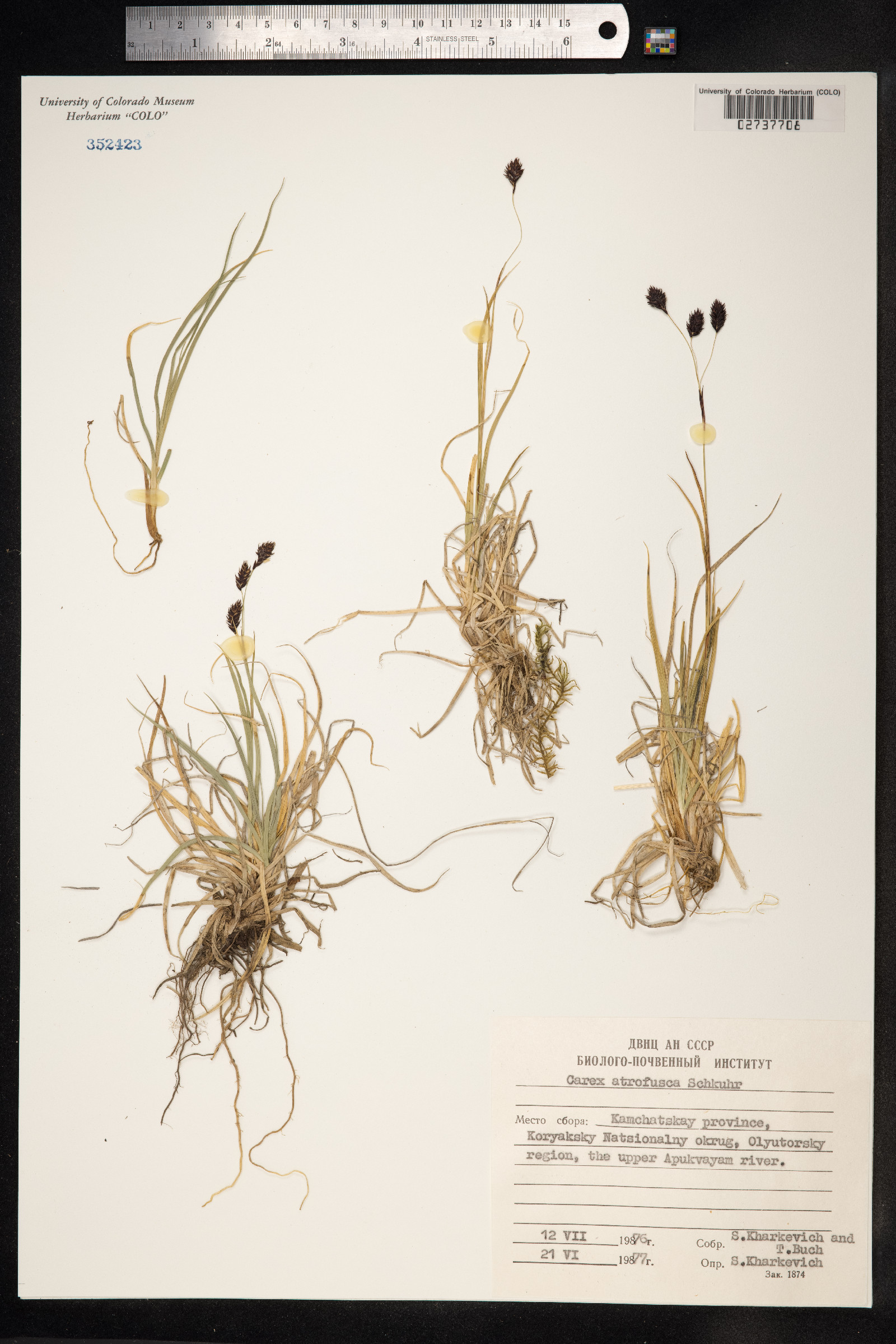 Carex atrofusca image