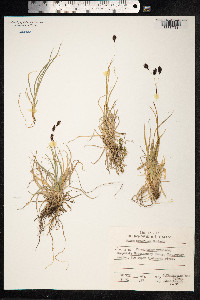 Carex atrofusca image