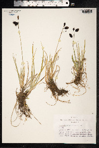 Carex atrofusca image