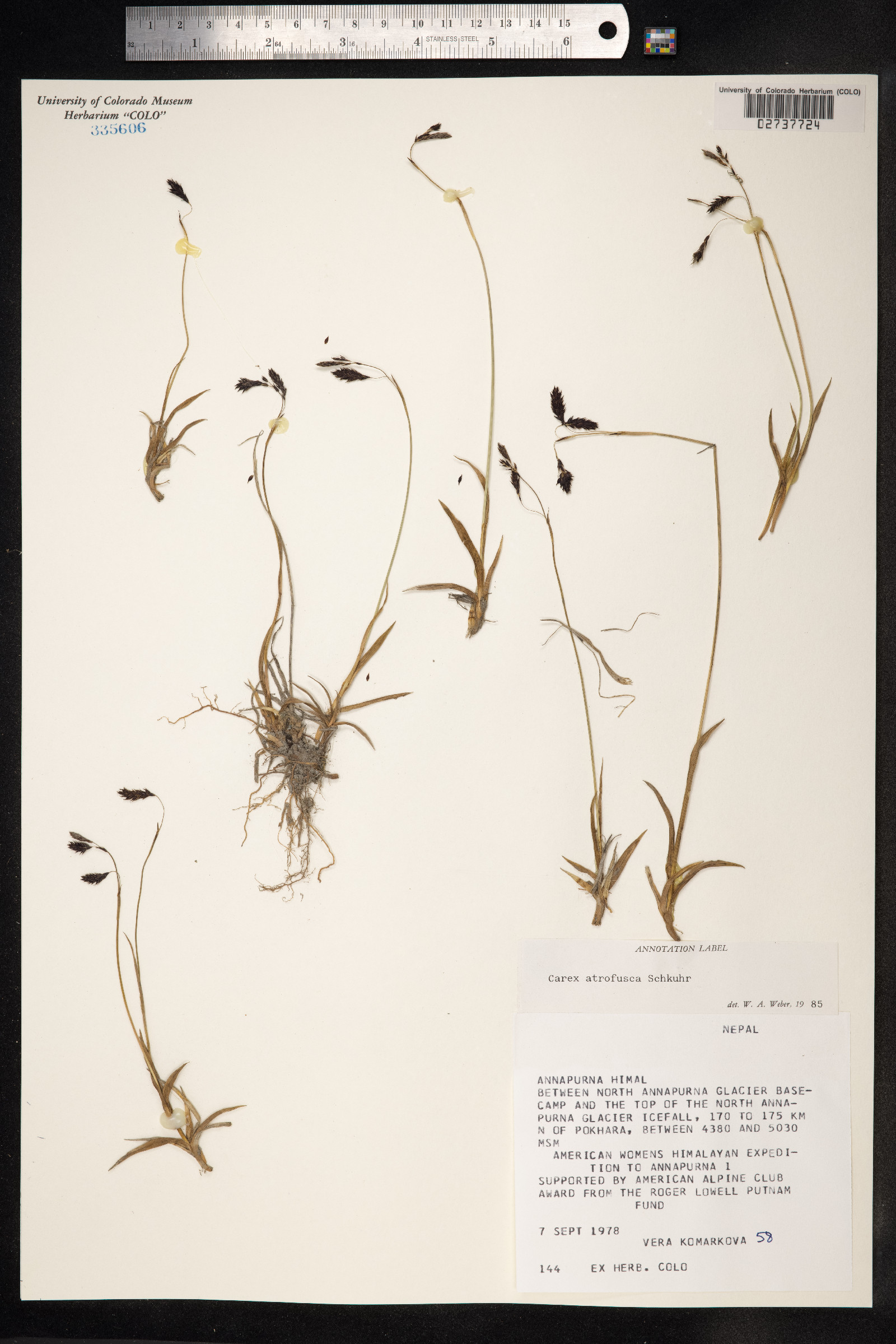 Carex atrofusca image