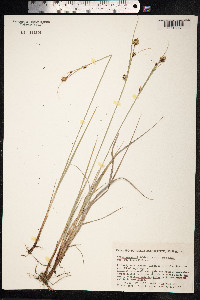 Carex buxbaumii image