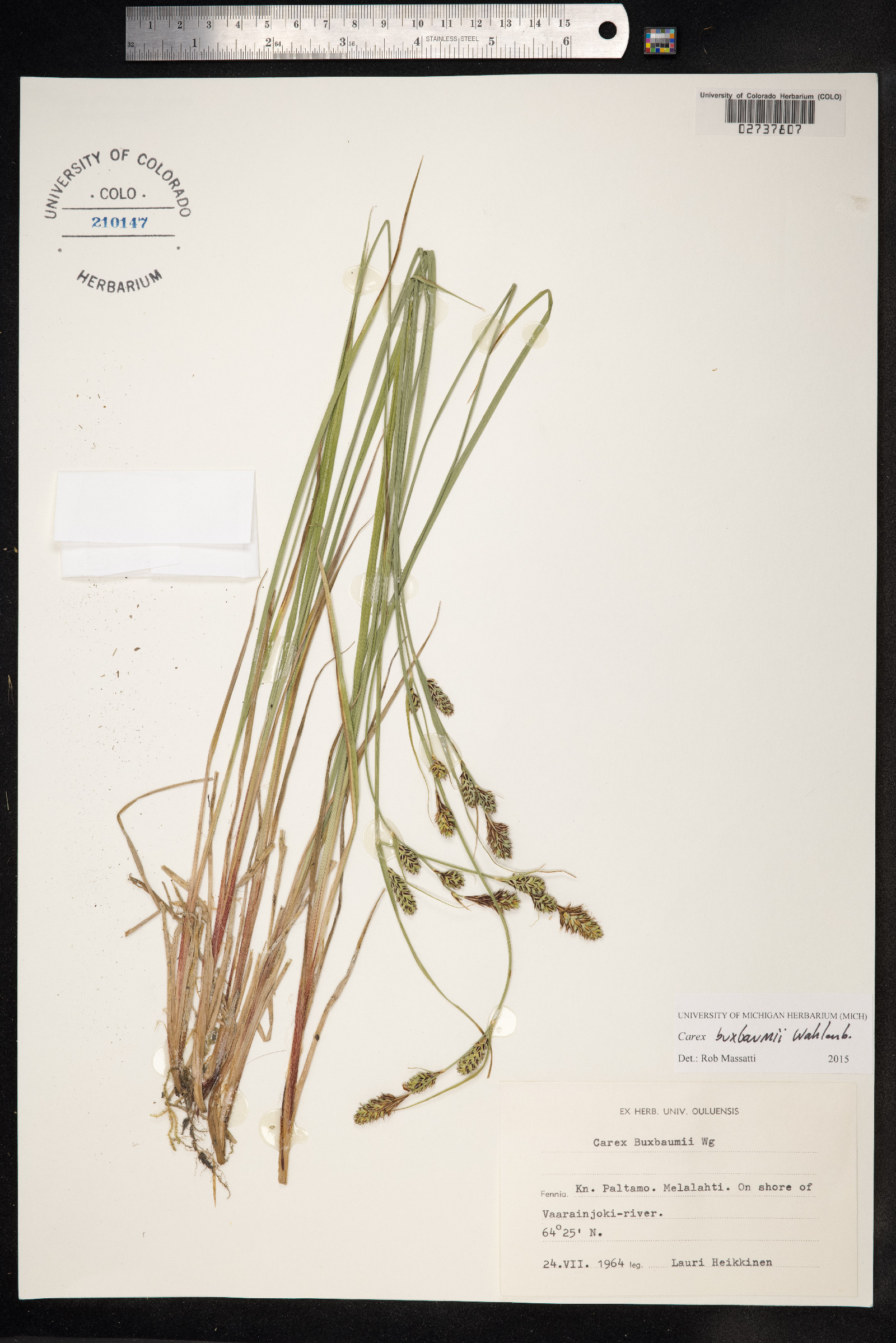 Carex buxbaumii image