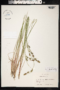 Carex buxbaumii image