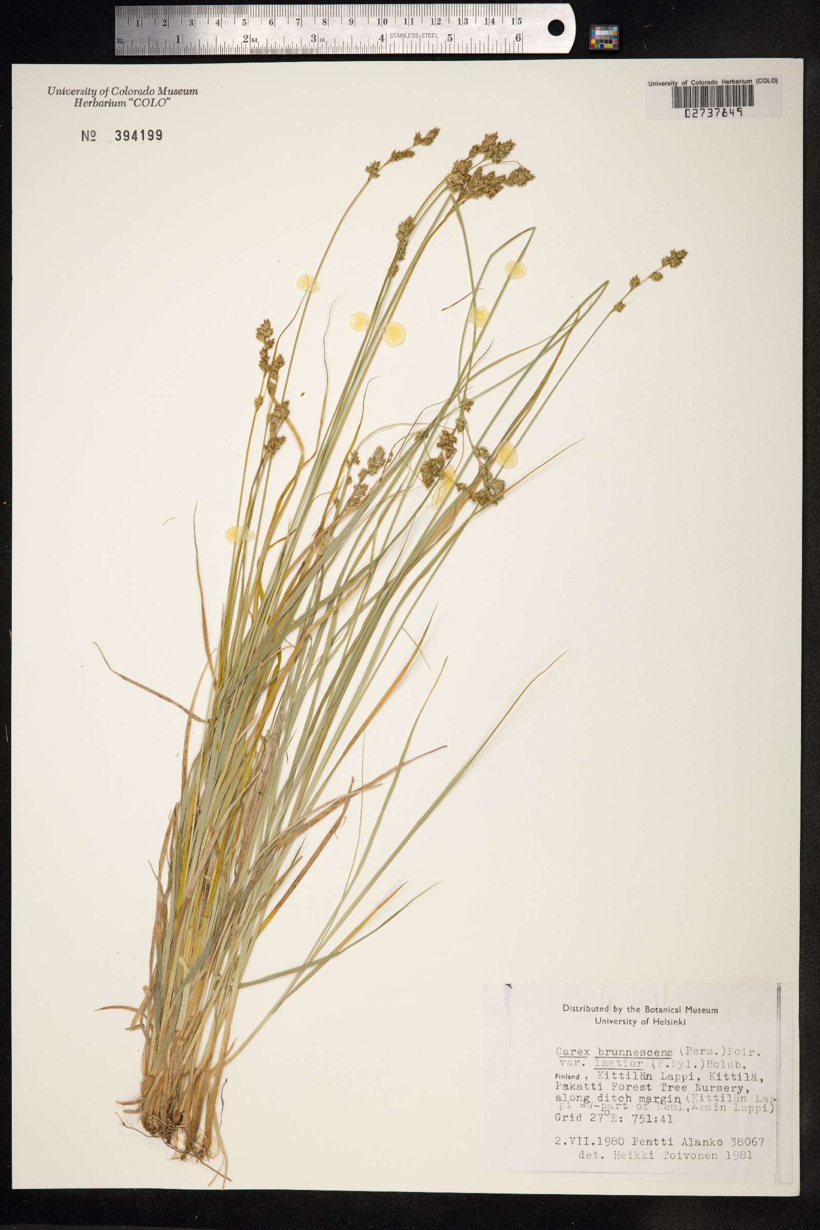 Carex brunnescens image