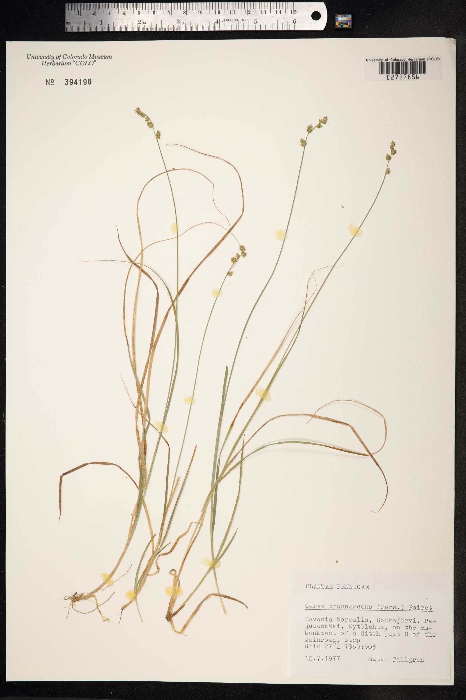 Carex brunnescens image