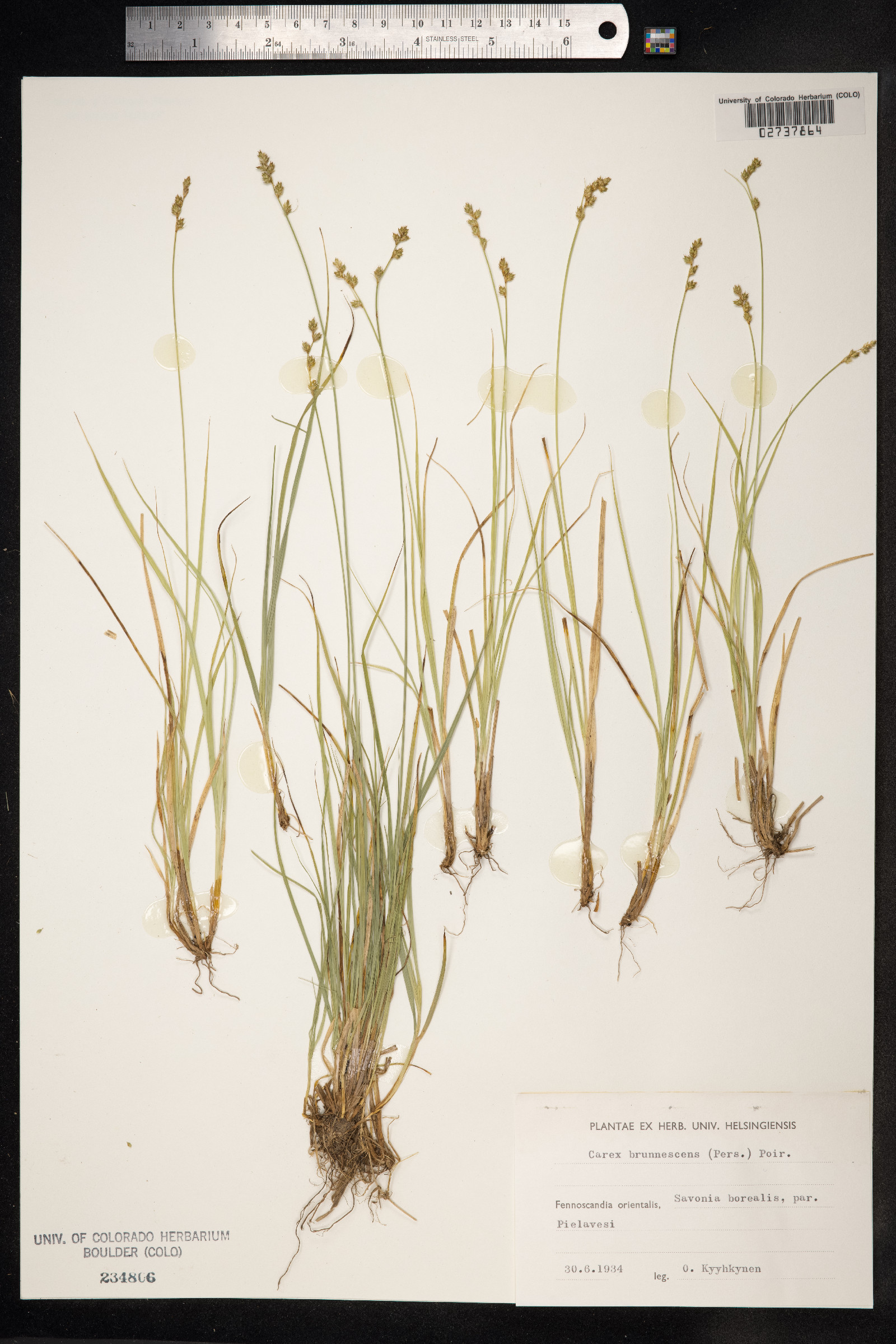 Carex brunnescens image