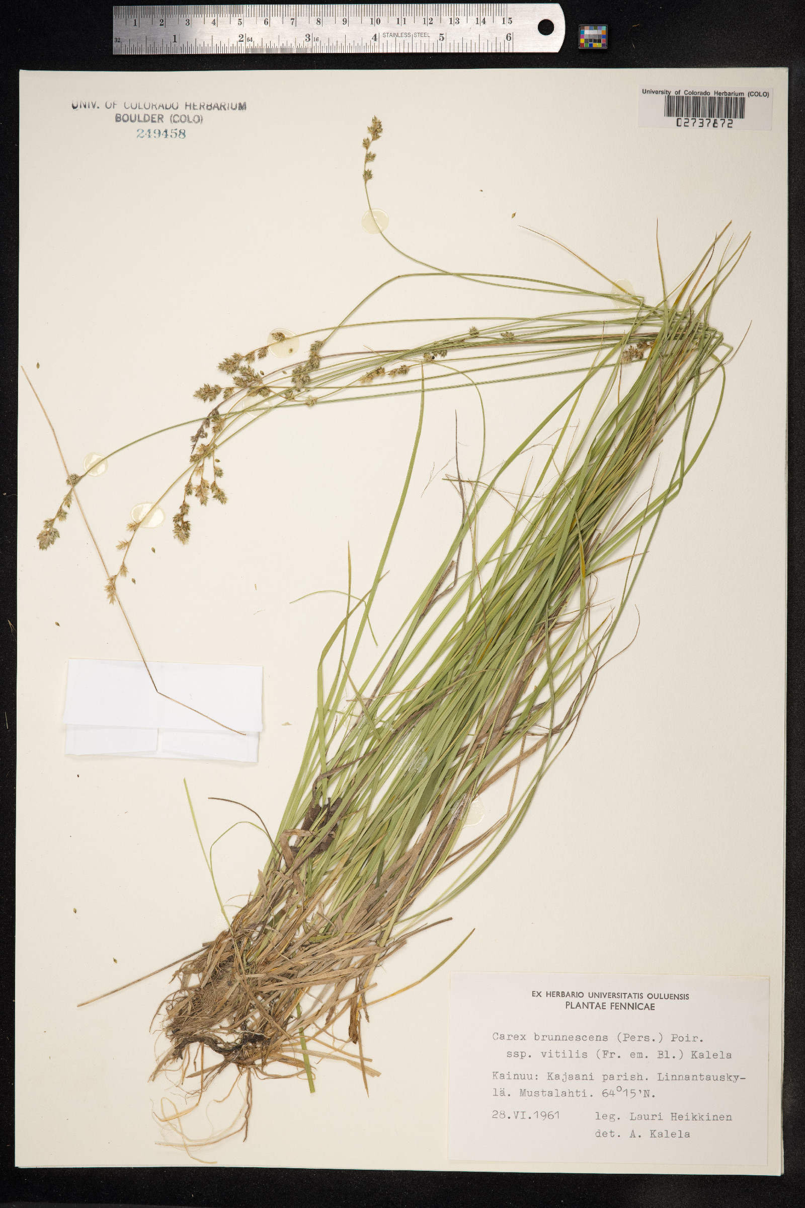 Carex brunnescens image
