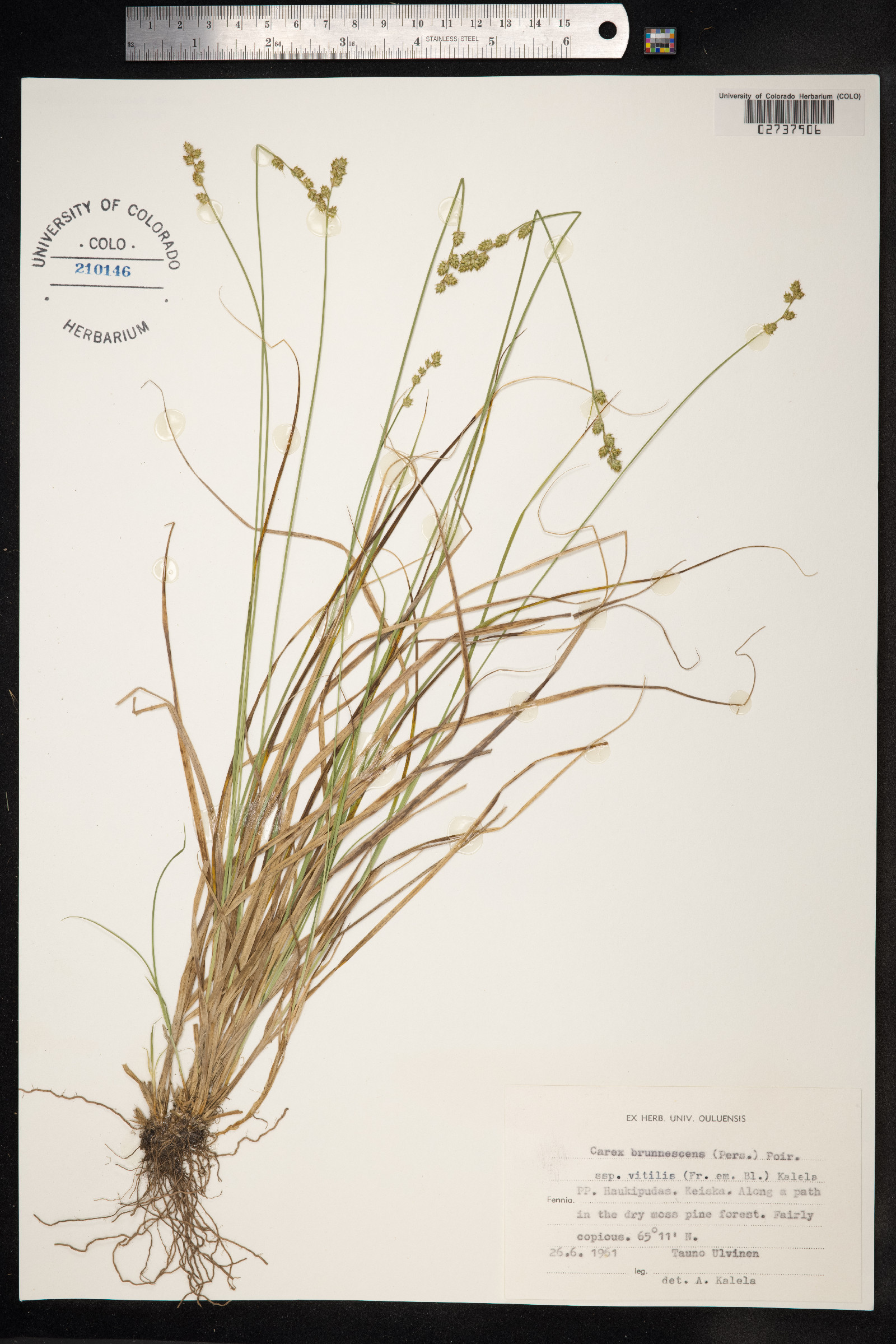 Carex brunnescens image
