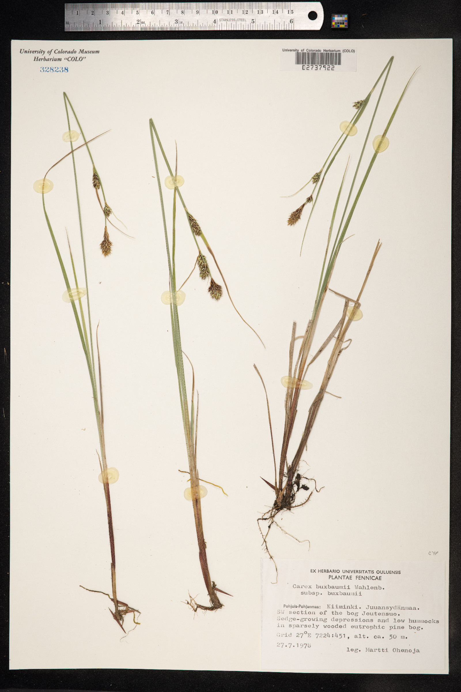 Carex buxbaumii image