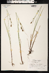 Carex buxbaumii image