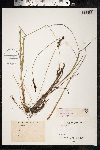 Carex buxbaumii image