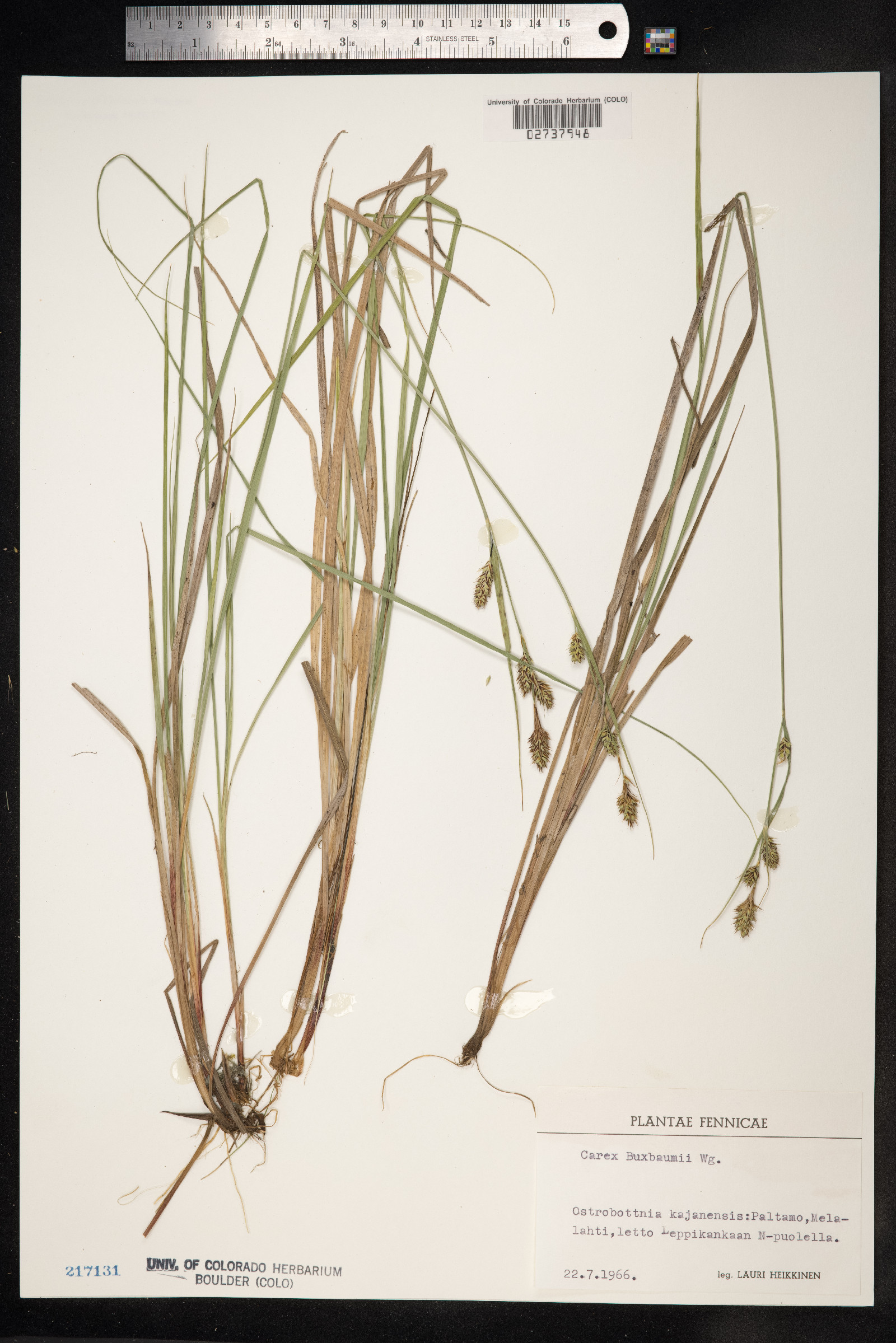 Carex buxbaumii image