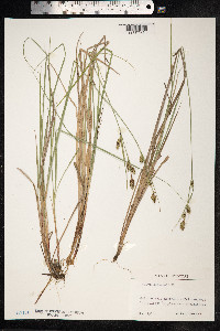 Carex buxbaumii image