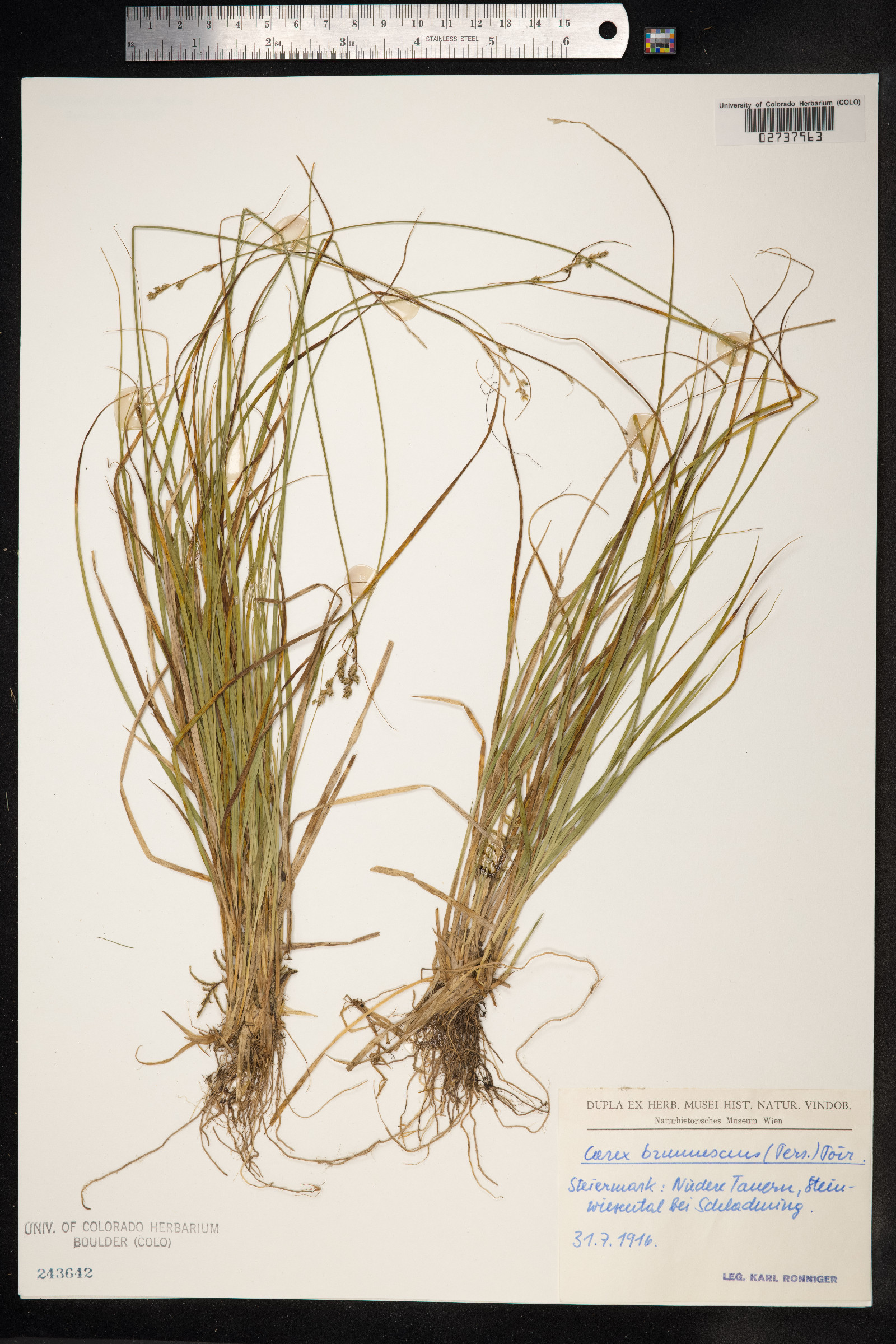 Carex brunnescens image