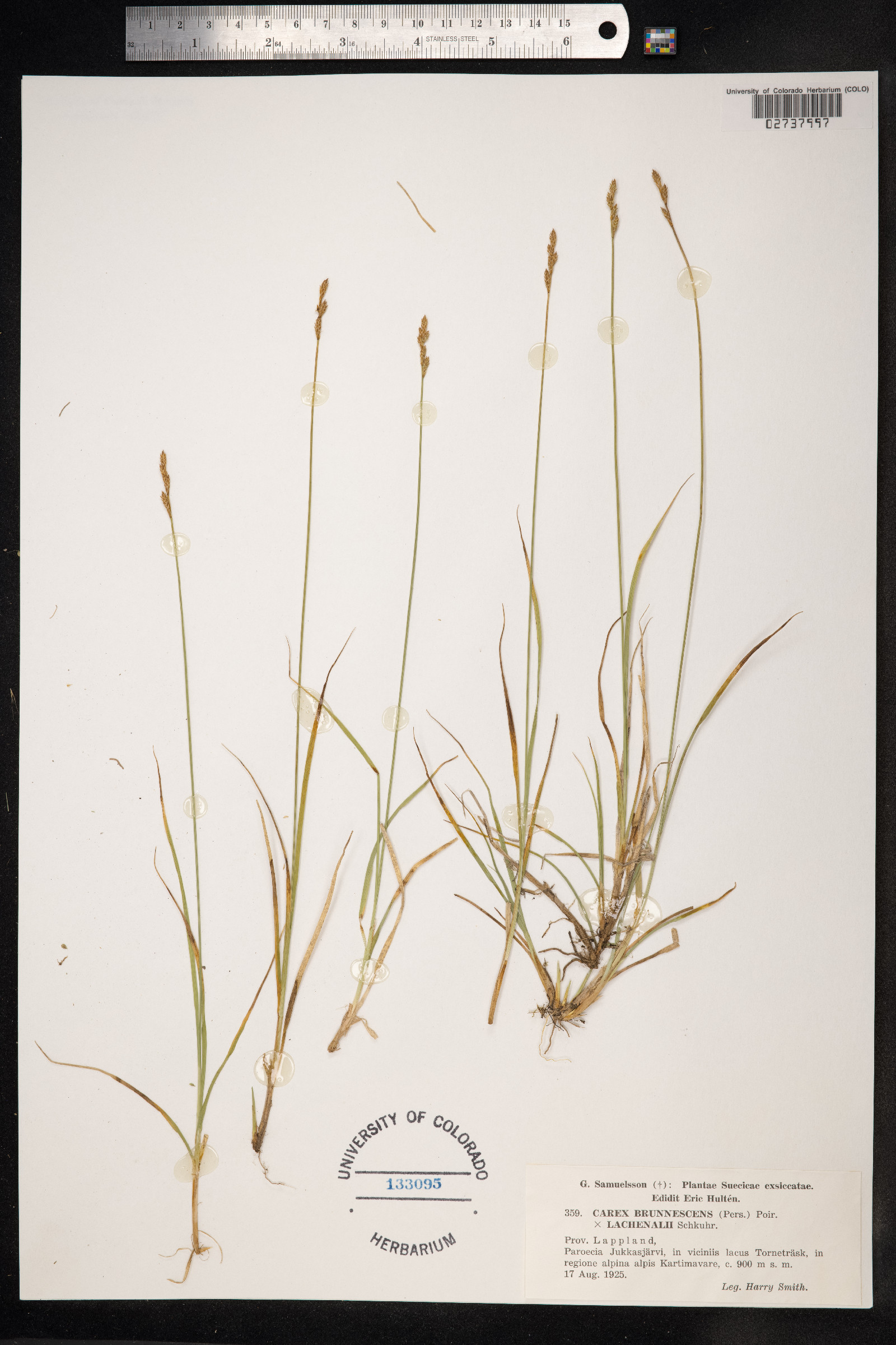 Carex brunnescens image