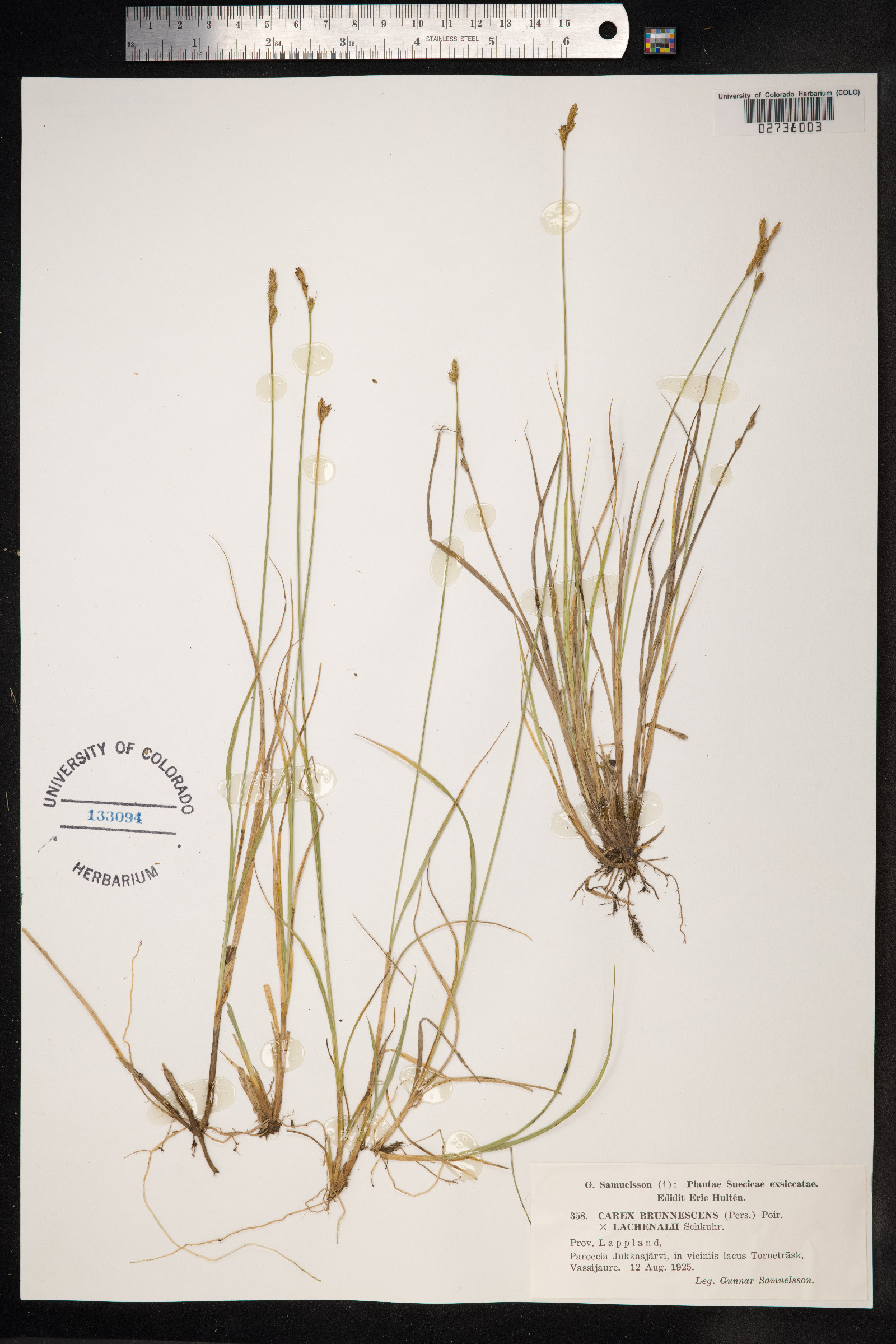 Carex brunnescens image