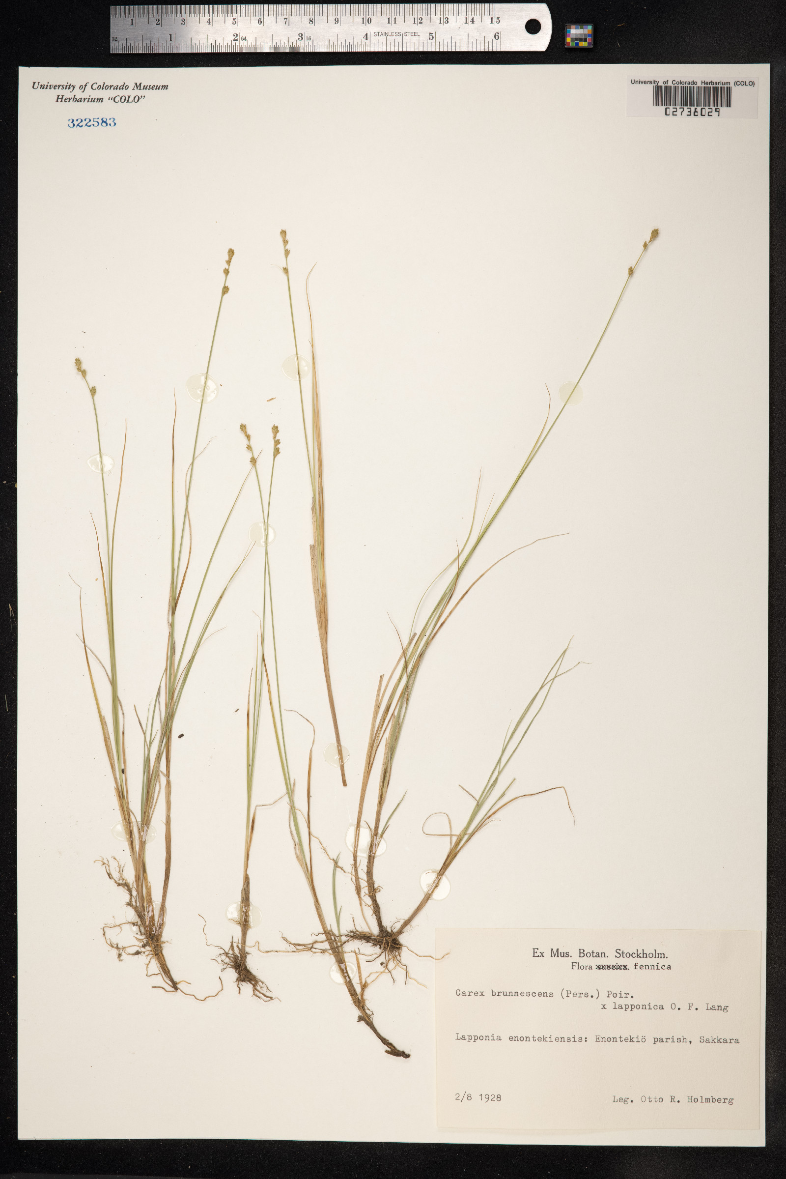 Carex brunnescens image