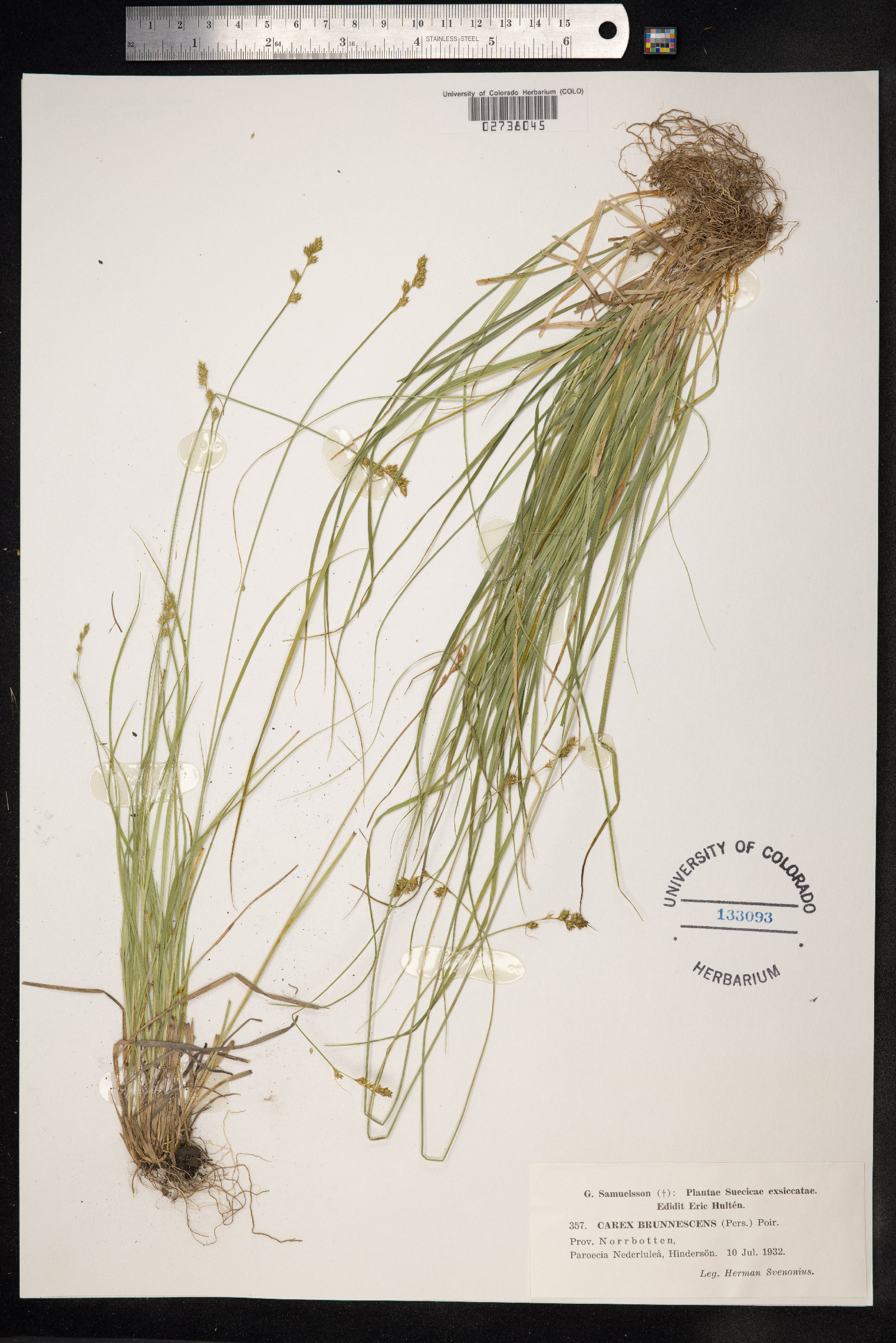 Carex brunnescens image