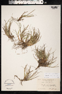 Carex brevicaulis image