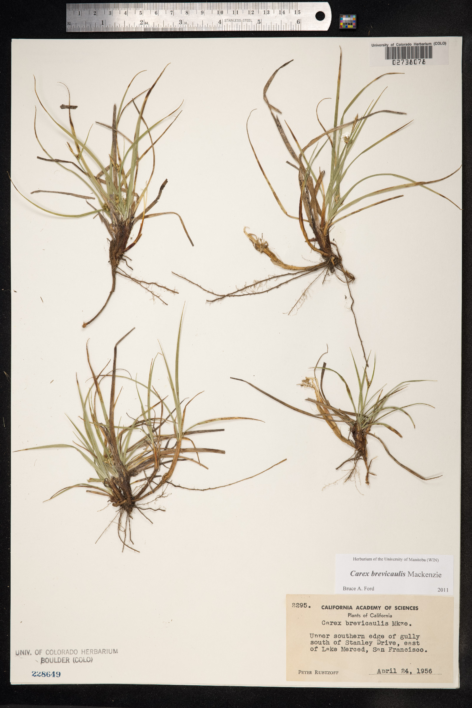 Carex brevicaulis image