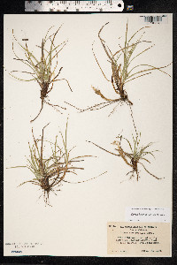 Carex brevicaulis image