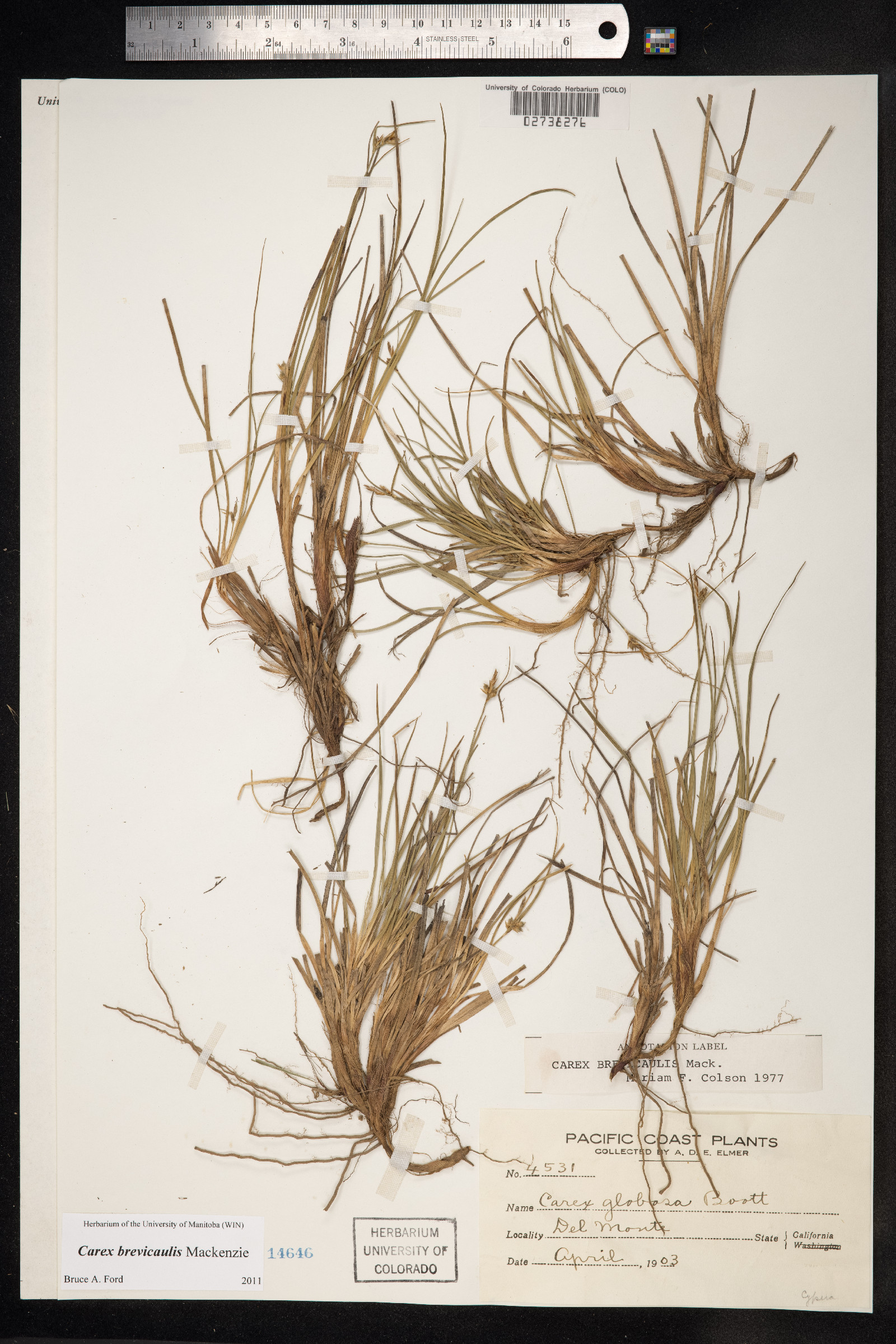 Carex brevicaulis image
