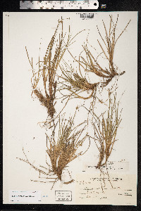Carex brevicaulis image