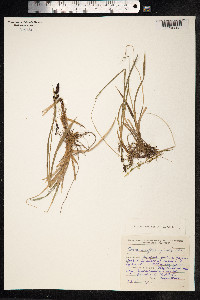 Carex bigelowii image