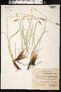 Carex bigelowii image