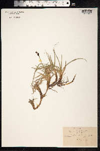 Carex bigelowii image