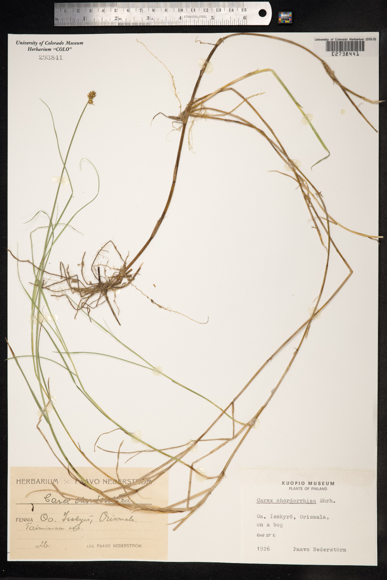 Carex chordorrhiza image