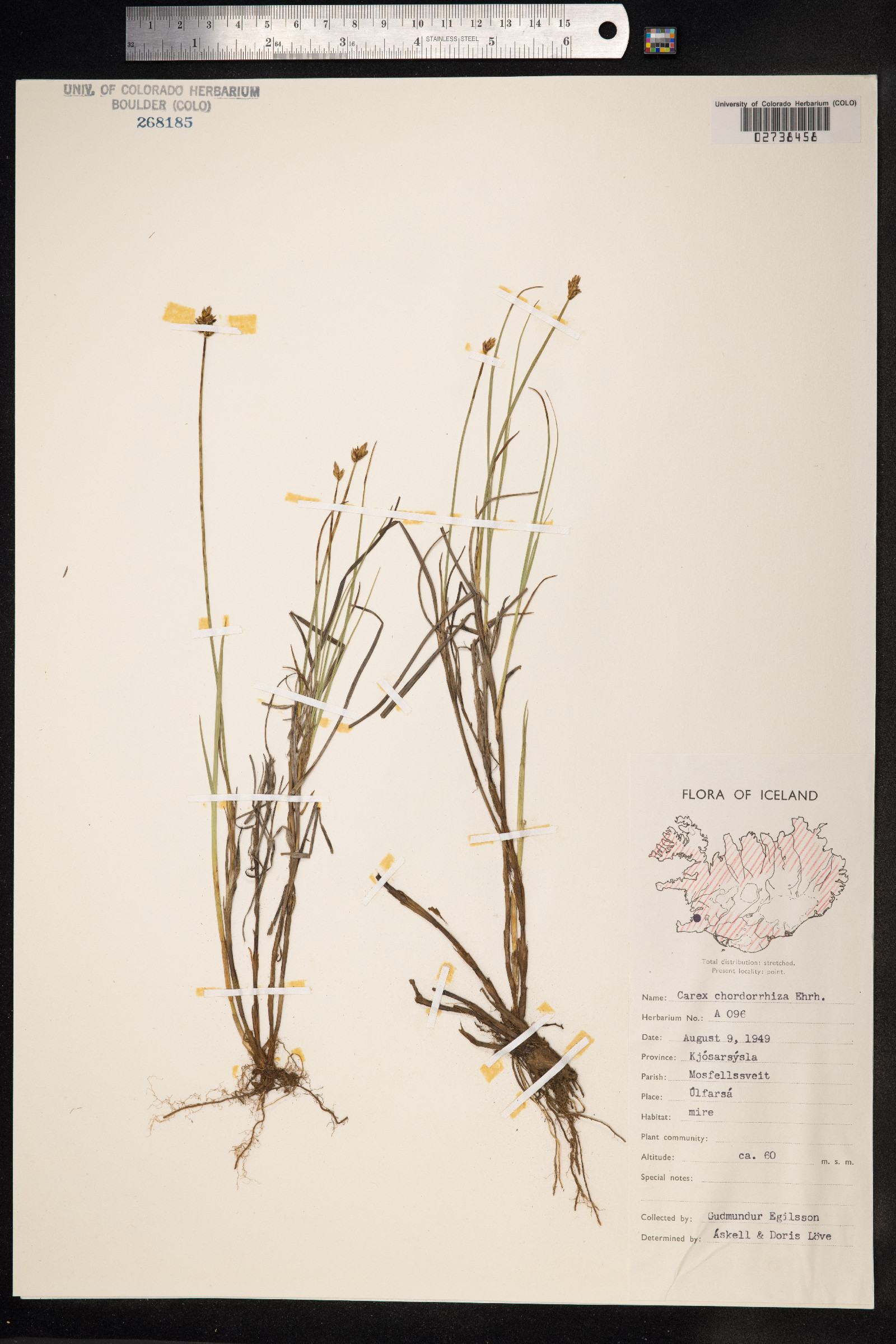 Carex chordorrhiza image