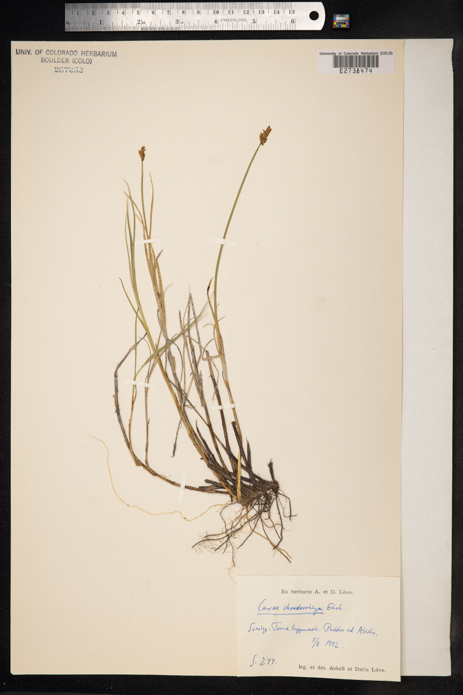 Carex chordorrhiza image