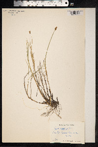 Carex chordorrhiza image