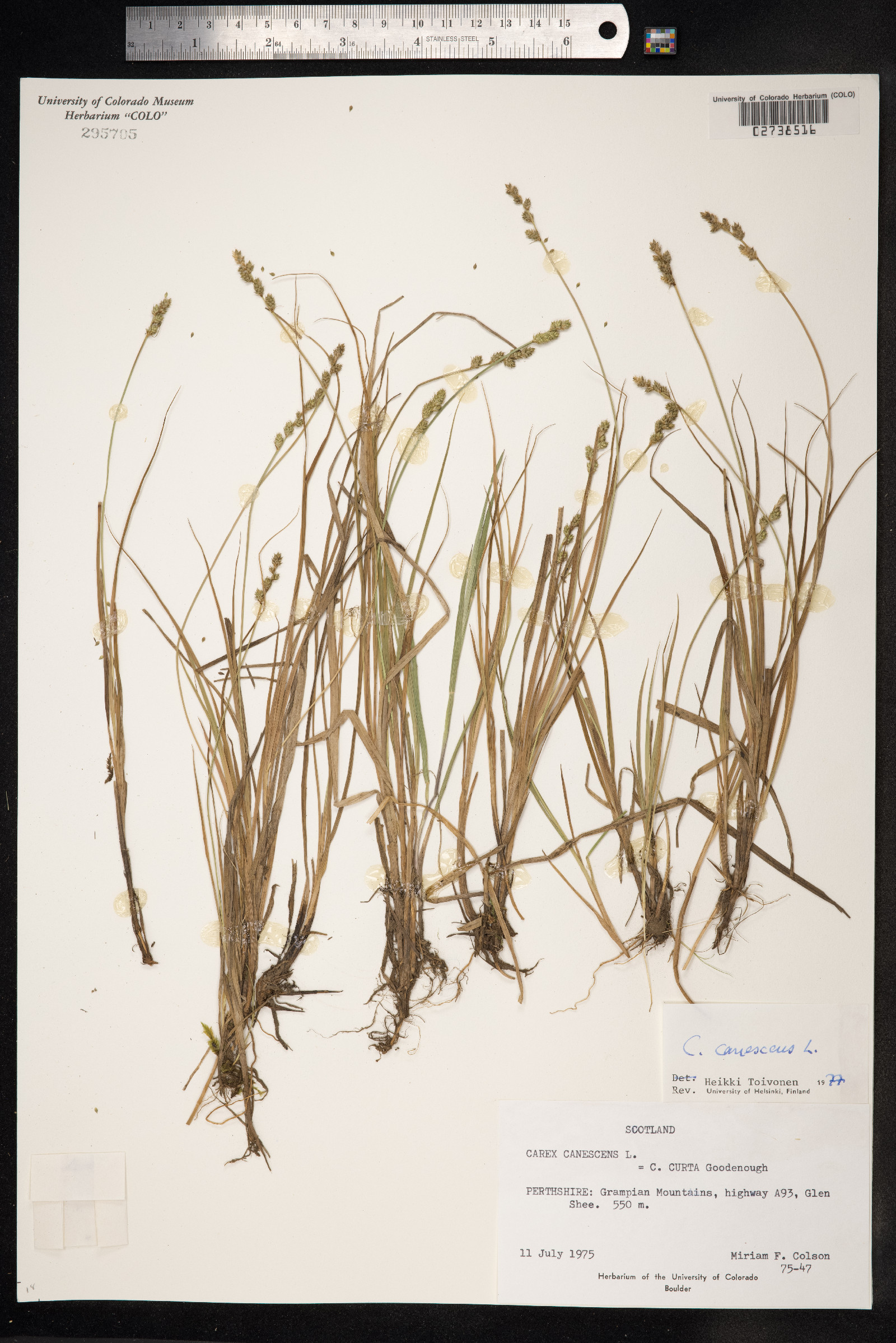 Carex canescens image