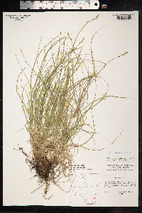 Carex canescens image