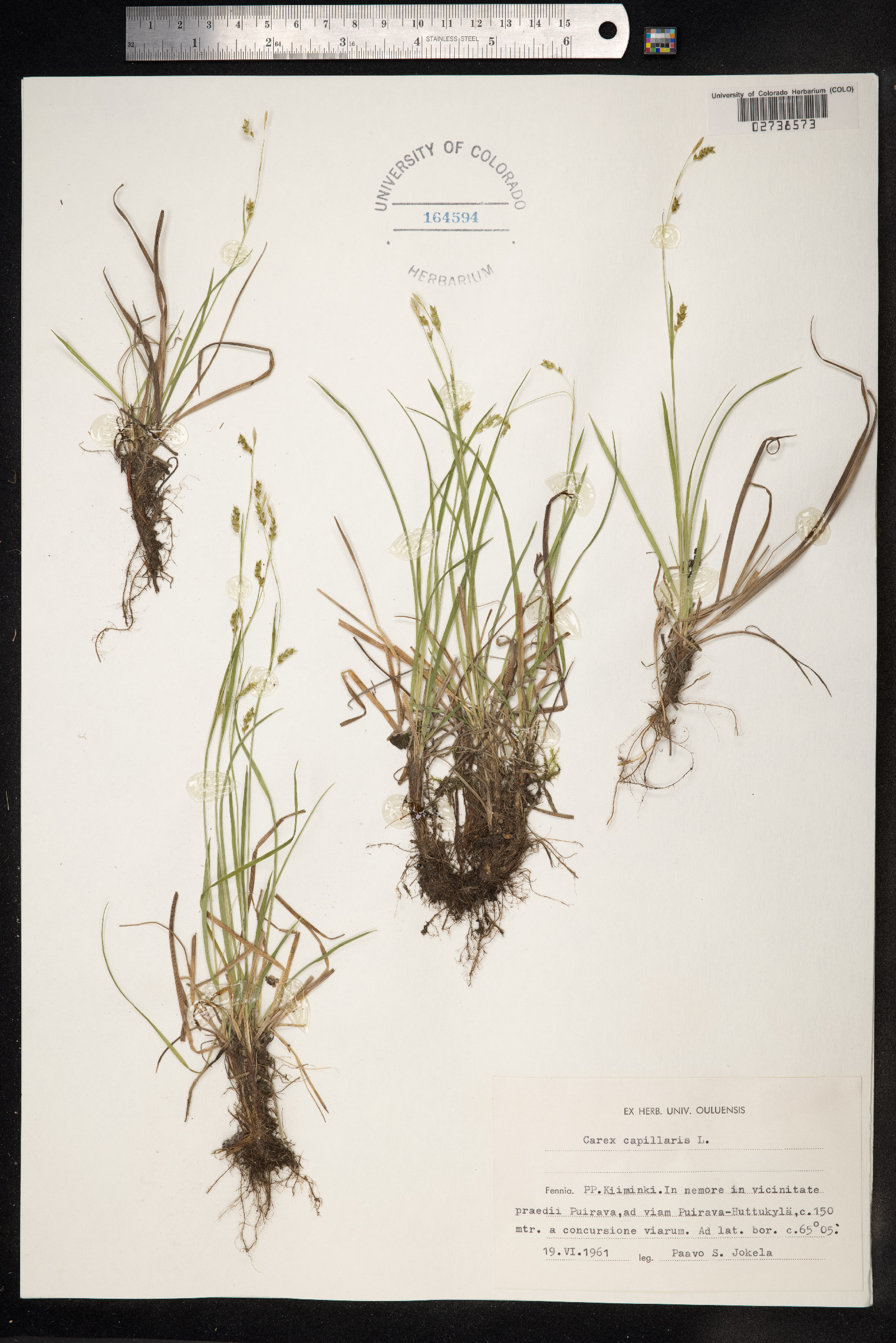 Carex capillaris image