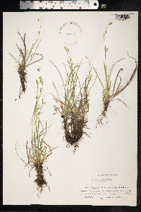 Carex capillaris image