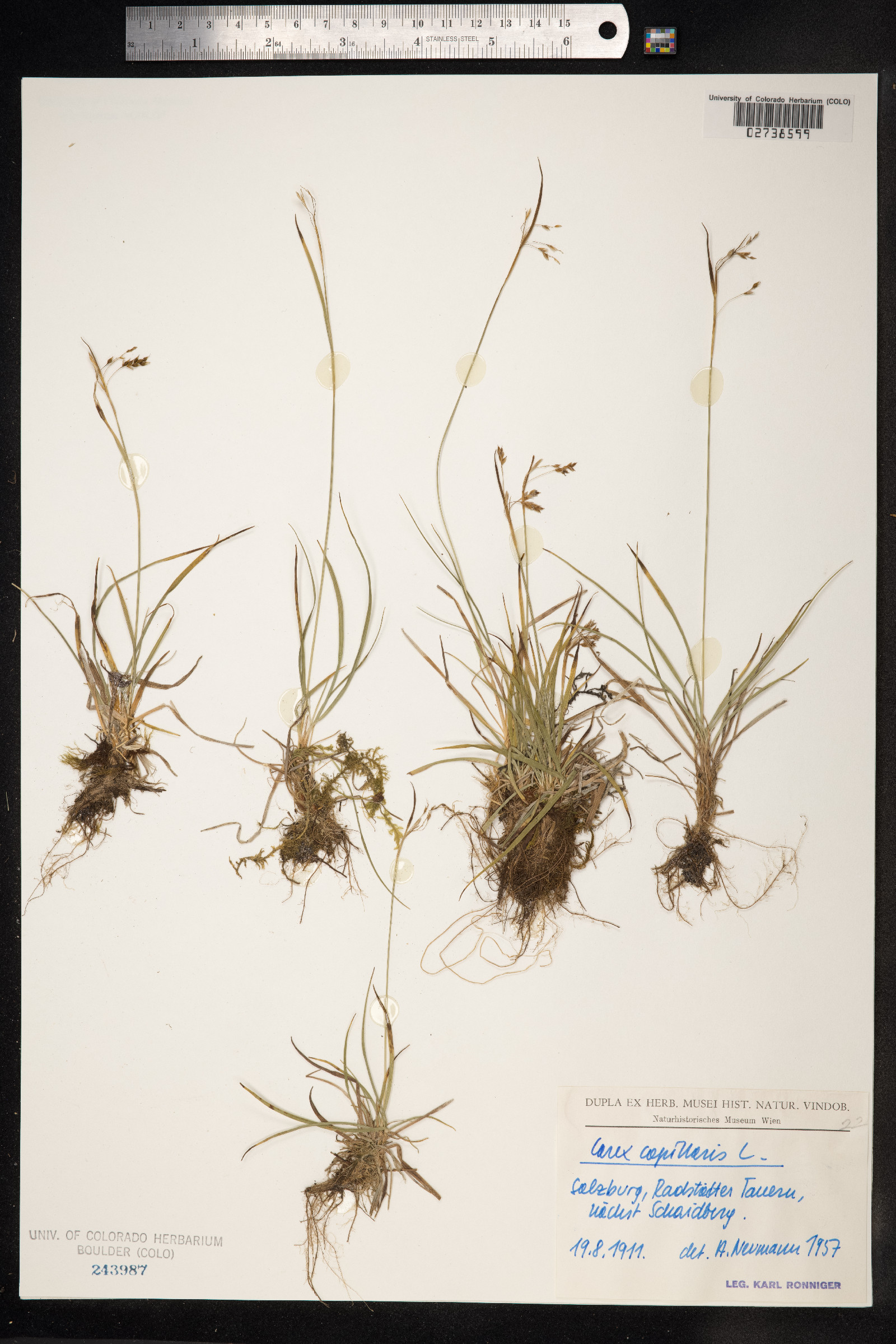 Carex capillaris image