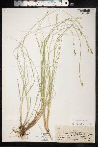 Carex canescens image