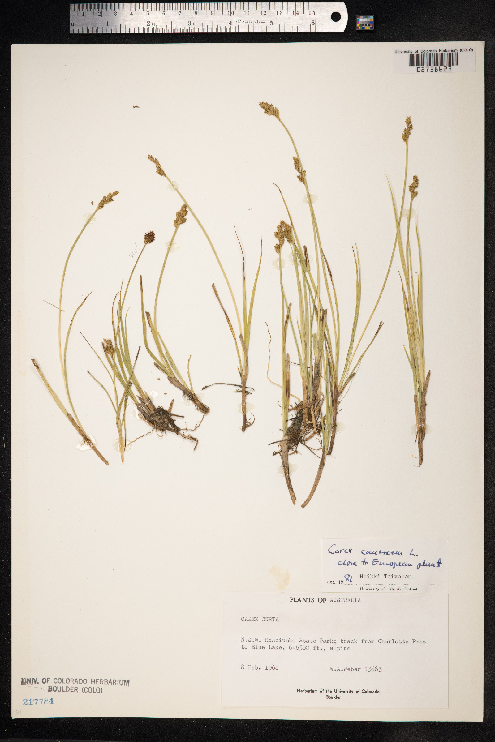 Carex canescens image