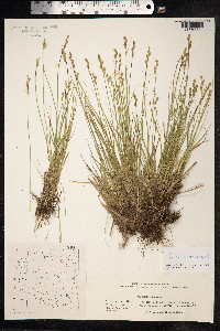 Carex canescens image