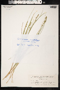 Carex canescens image