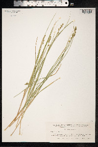 Carex canescens image