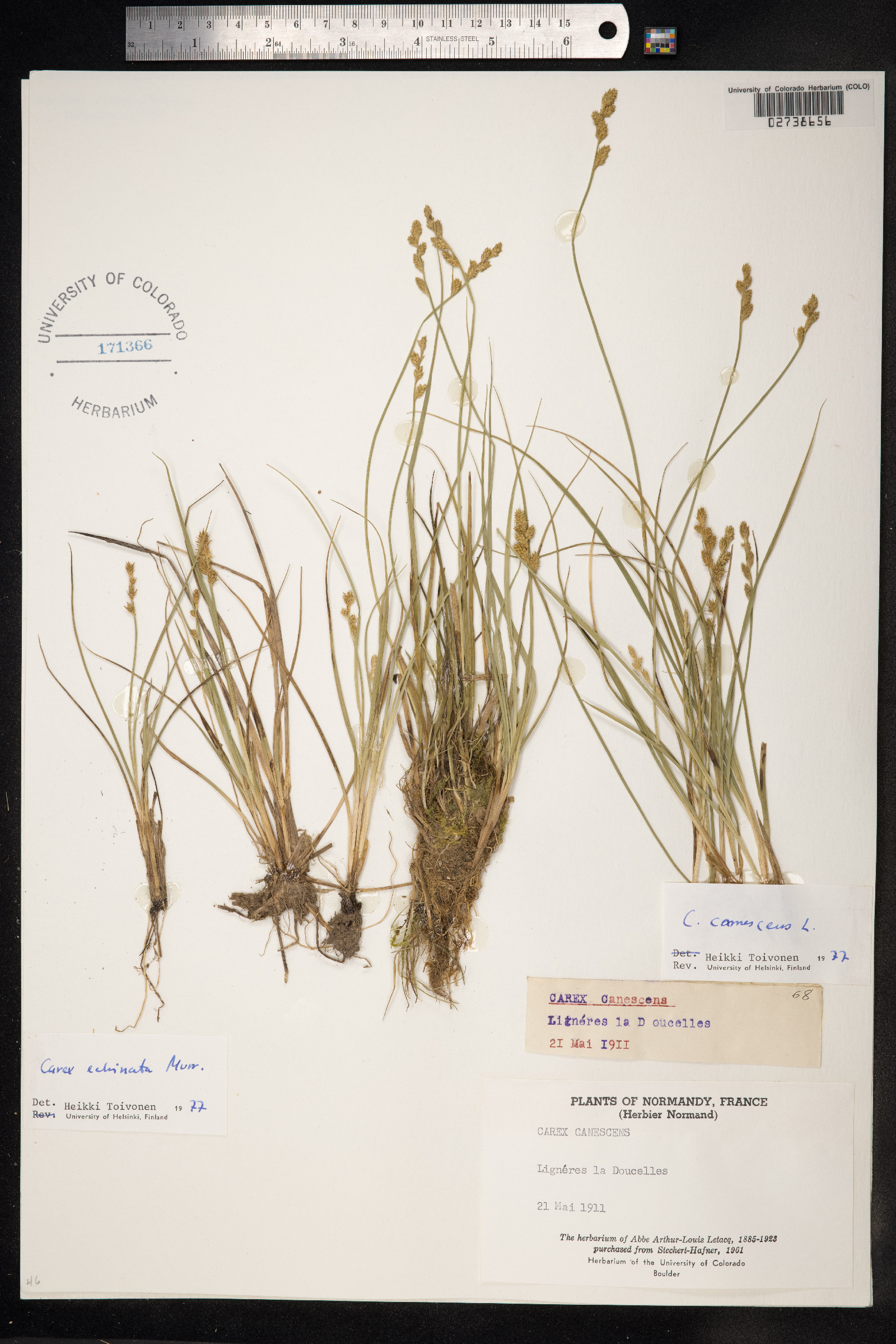 Carex canescens image