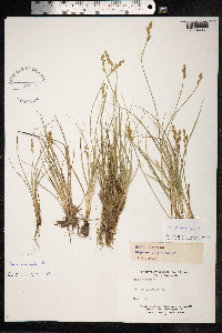 Carex canescens image