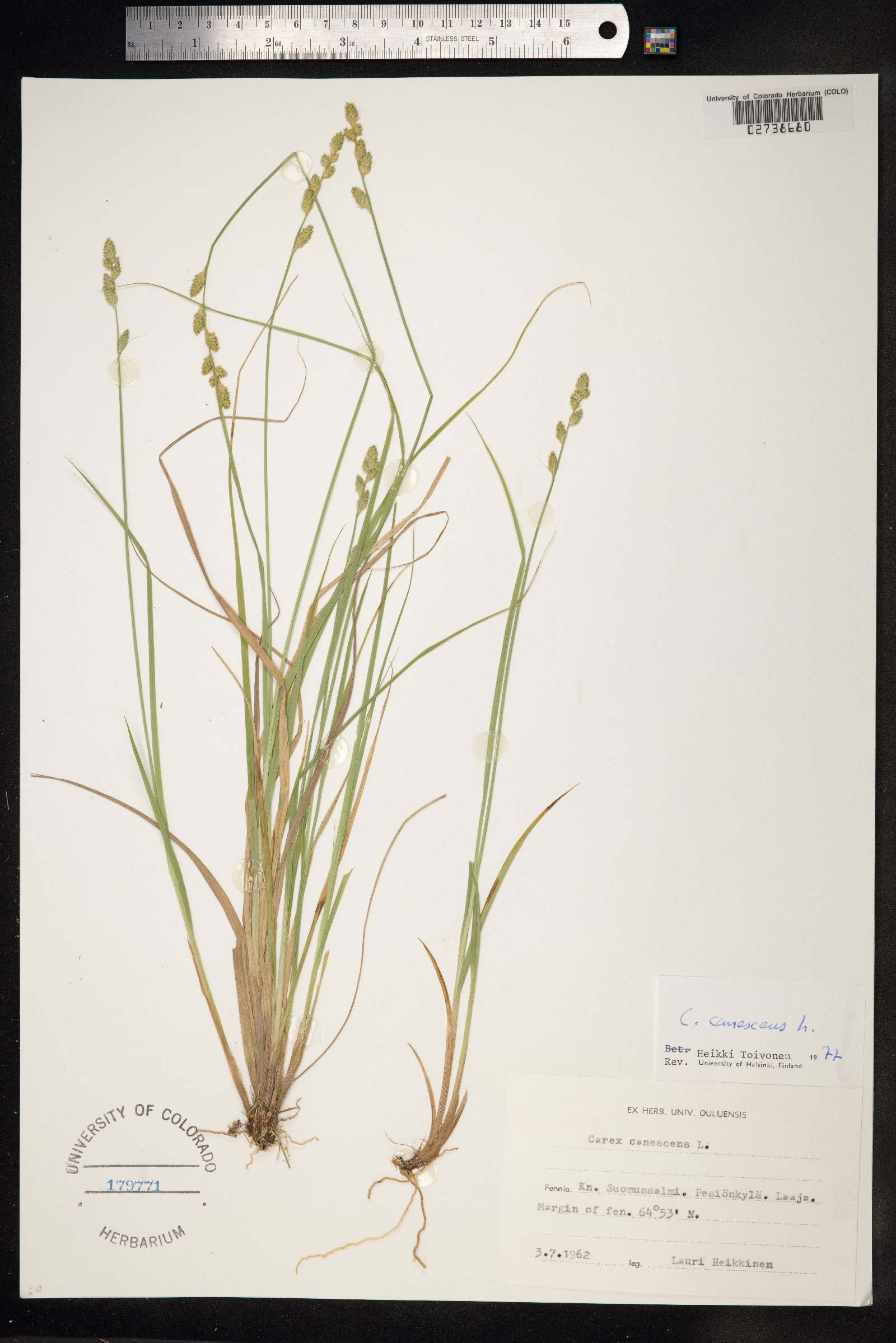 Carex canescens image