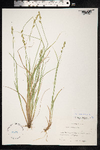Carex canescens image