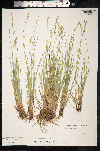 Carex canescens image