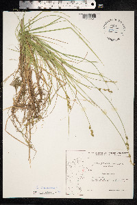 Carex canescens image